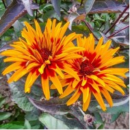 Гелиопсис Heliopsis Yellow Spider